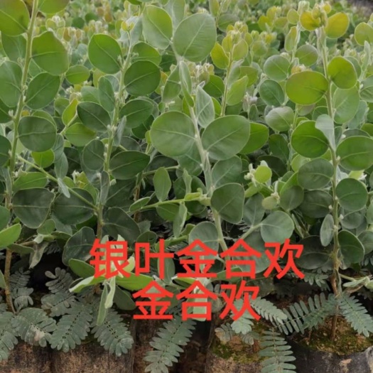  银叶金合欢苗小苗