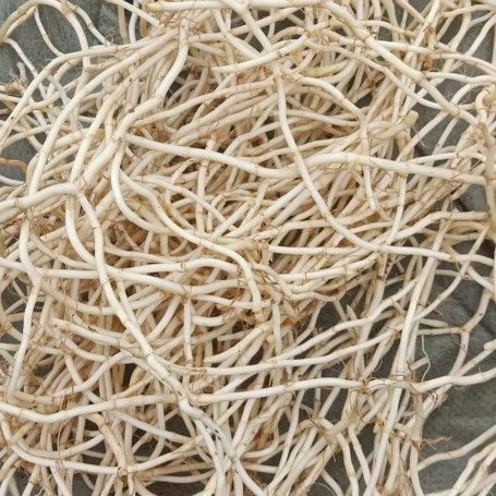 白茎鱼腥草  鱼腥草根 新货上市产地直销无硫无杂草天然 供货稳定