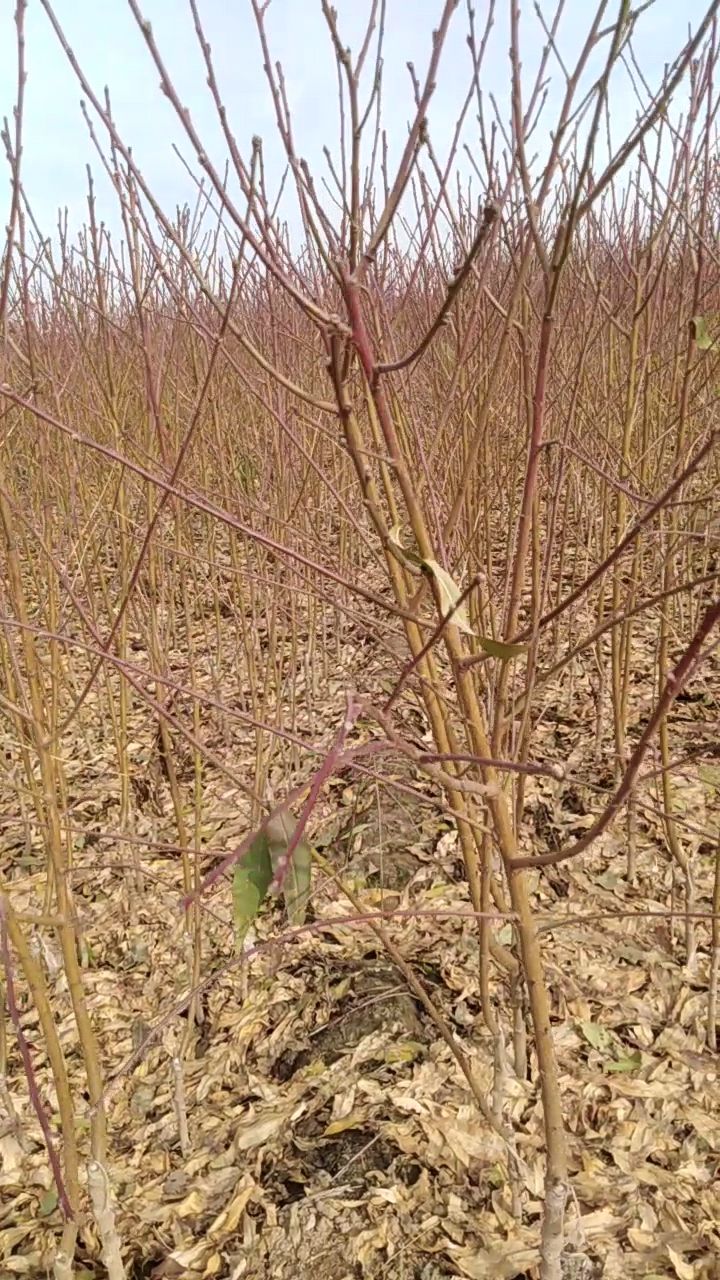 冬桃苗  品种多，规格全。