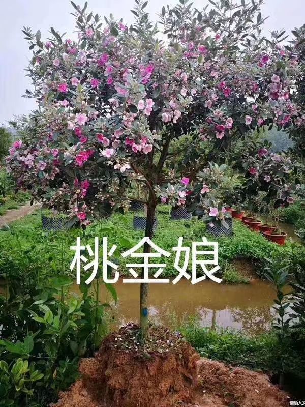 桃金娘苗  岗稔  山稔仔  桃金娘树