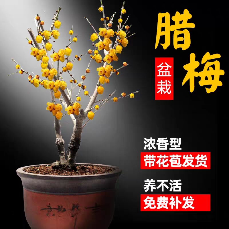 素心腊梅  浓香型腊梅花树苗室内盆栽红梅花苗盆景素心冬季花卉植物庭院耐寒