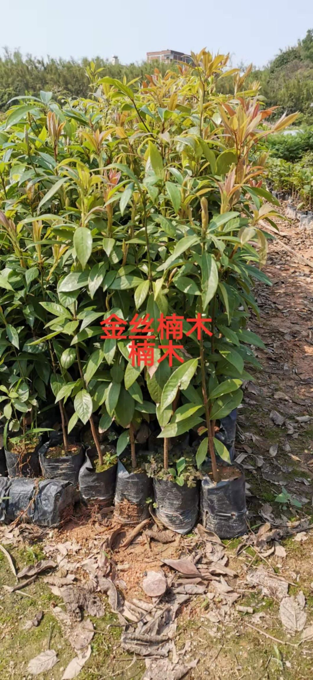 金丝楠苗 金丝楠木苗小苗 楠木苗