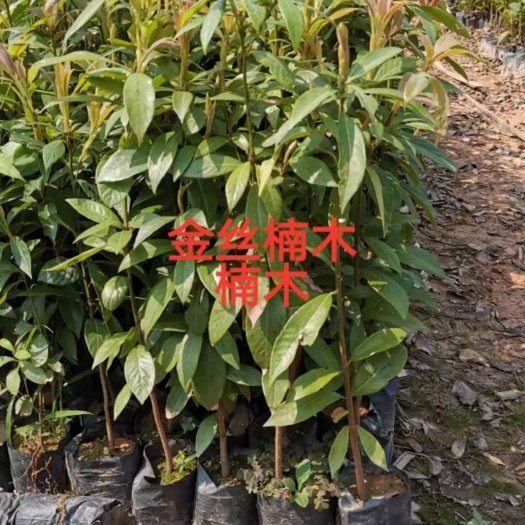 金丝楠苗 金丝楠木苗小苗 楠木苗