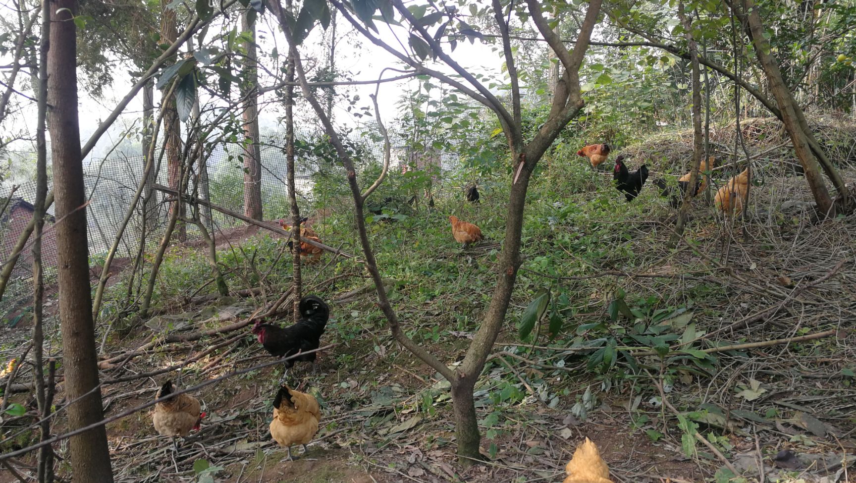 五黑鸡  乌骨土鸡、五黑绿壳蛋鸡