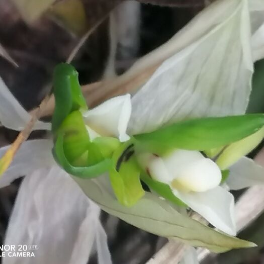巴中豆瓣兰  刚找豆瓣5苗，一杆2花素舌头带3花苞，最长叶40最