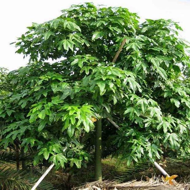 广东绿化园林 澳洲火焰木苗广东，云南，福建