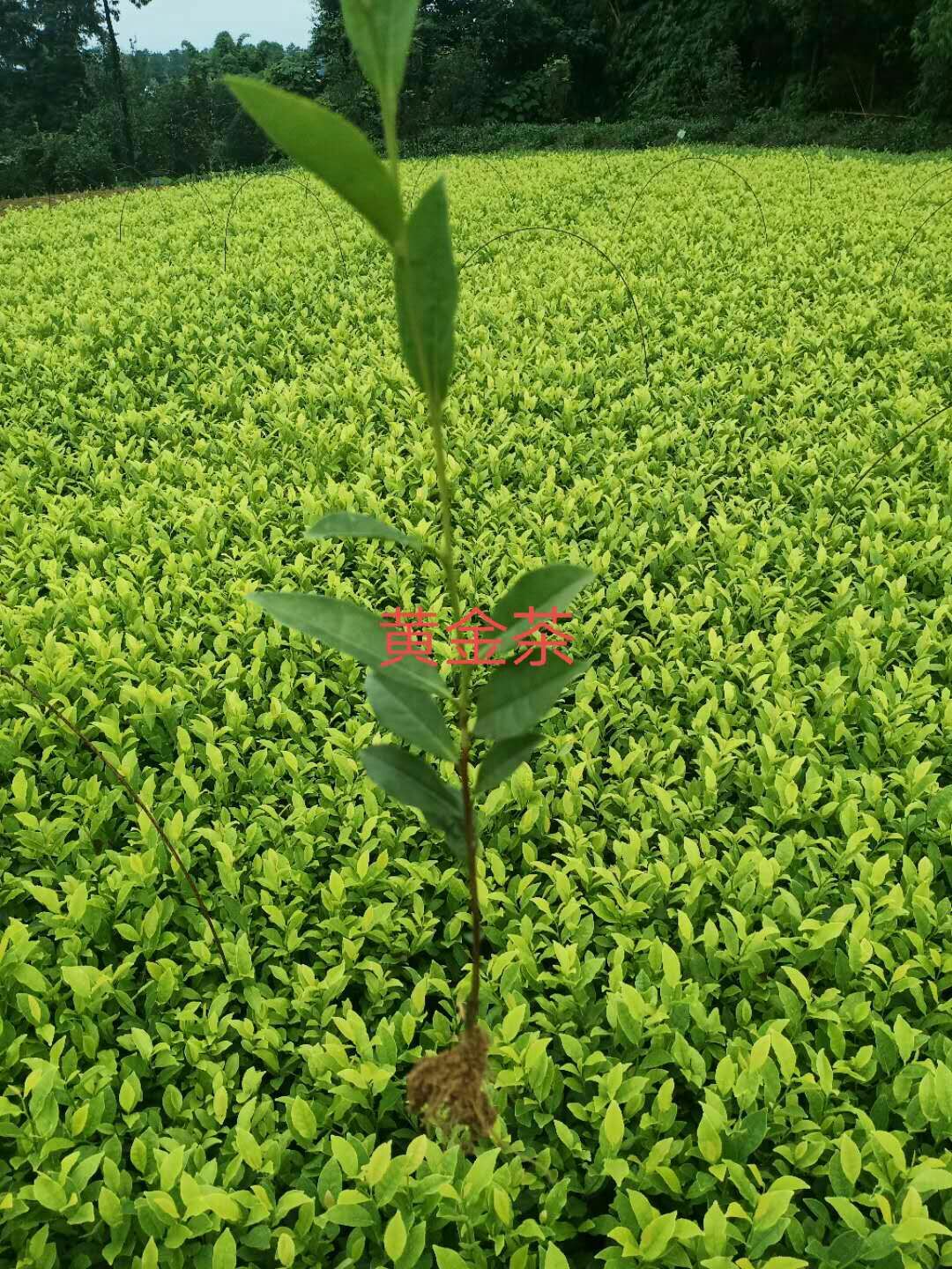 奶白茶树苗  基地直供苗自产自销奶白茶，极白茶（新安四号），