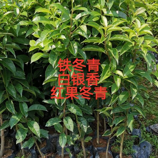 广州冬青苗  铁，白银香苗 红果冬青