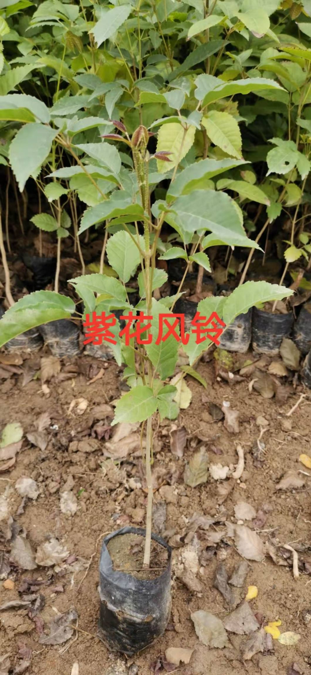广州紫花风铃木 广东 云南 紫花风铃苗