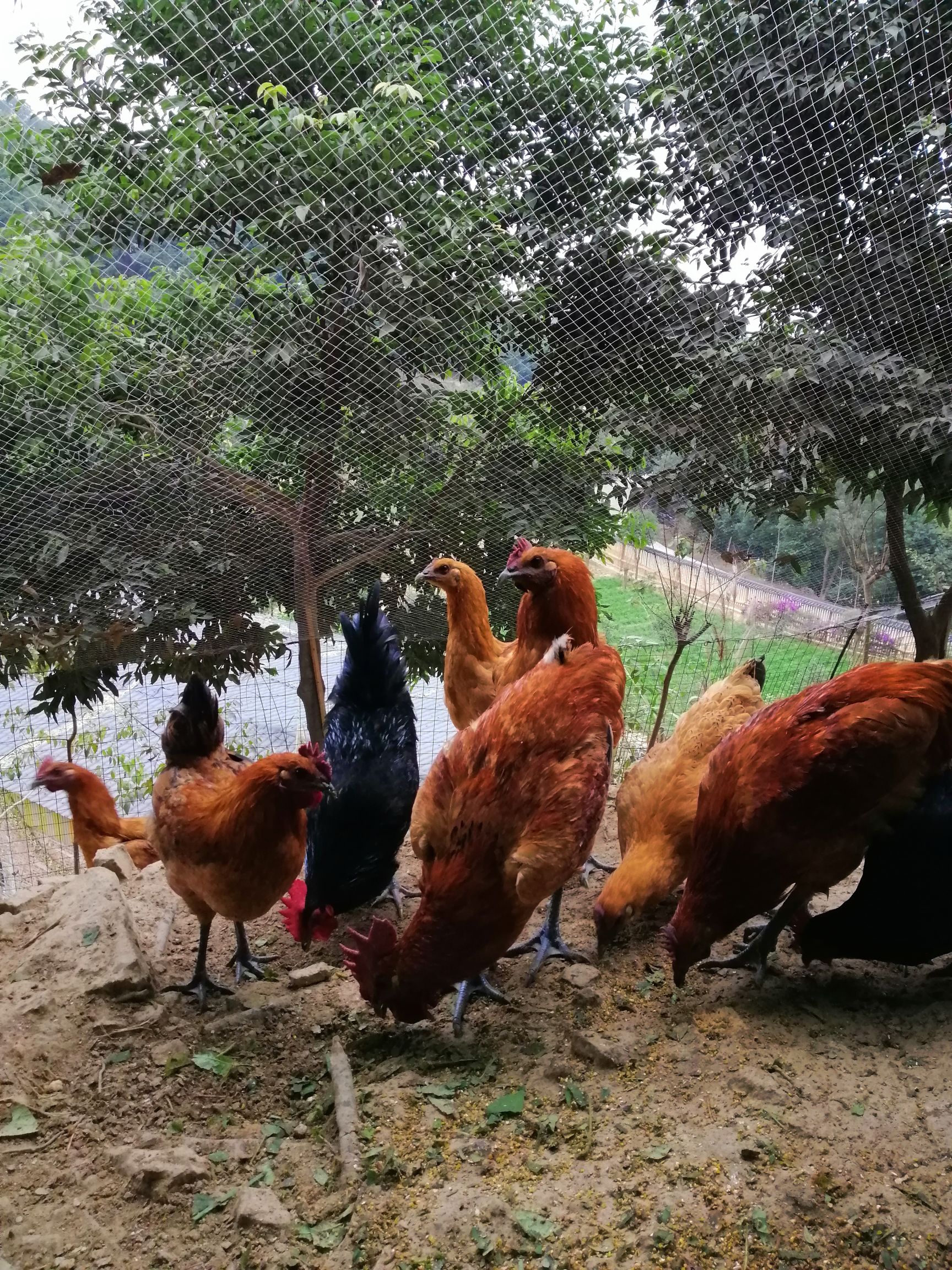  五黑一绿乌骨鸡 珍珠鸡 龙凤山乌骨鸡