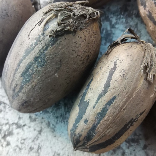 漾濞县有机种植碧根果