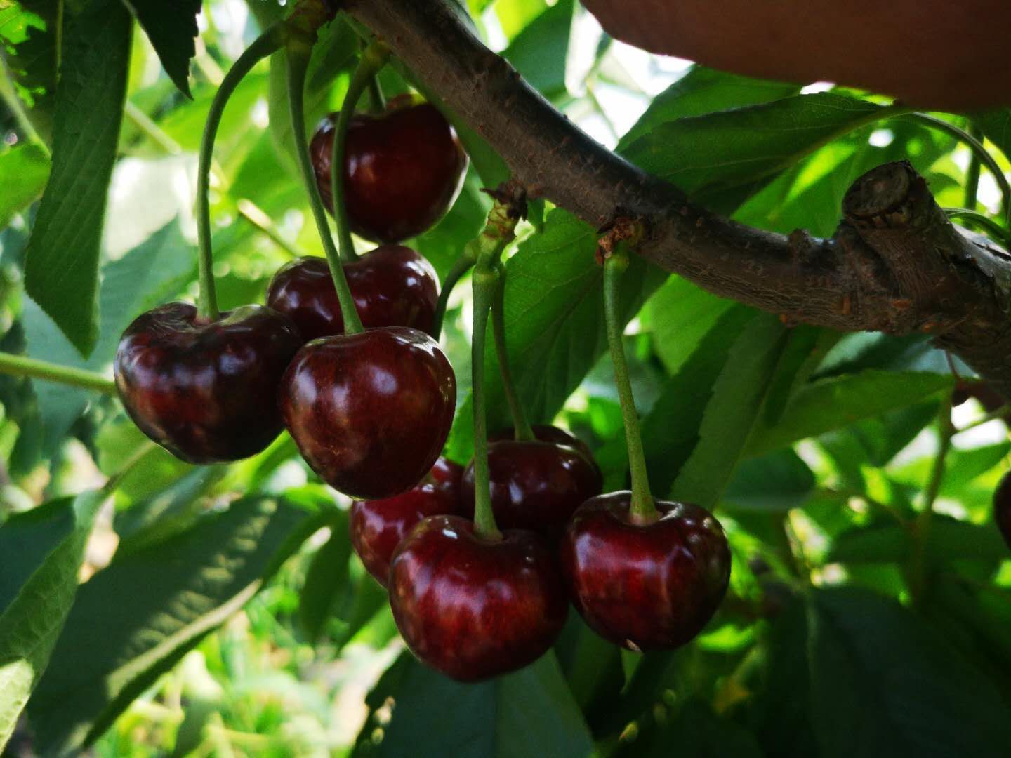 俄罗斯8号樱桃苗  吉塞拉矮化大樱桃苗~基地直销