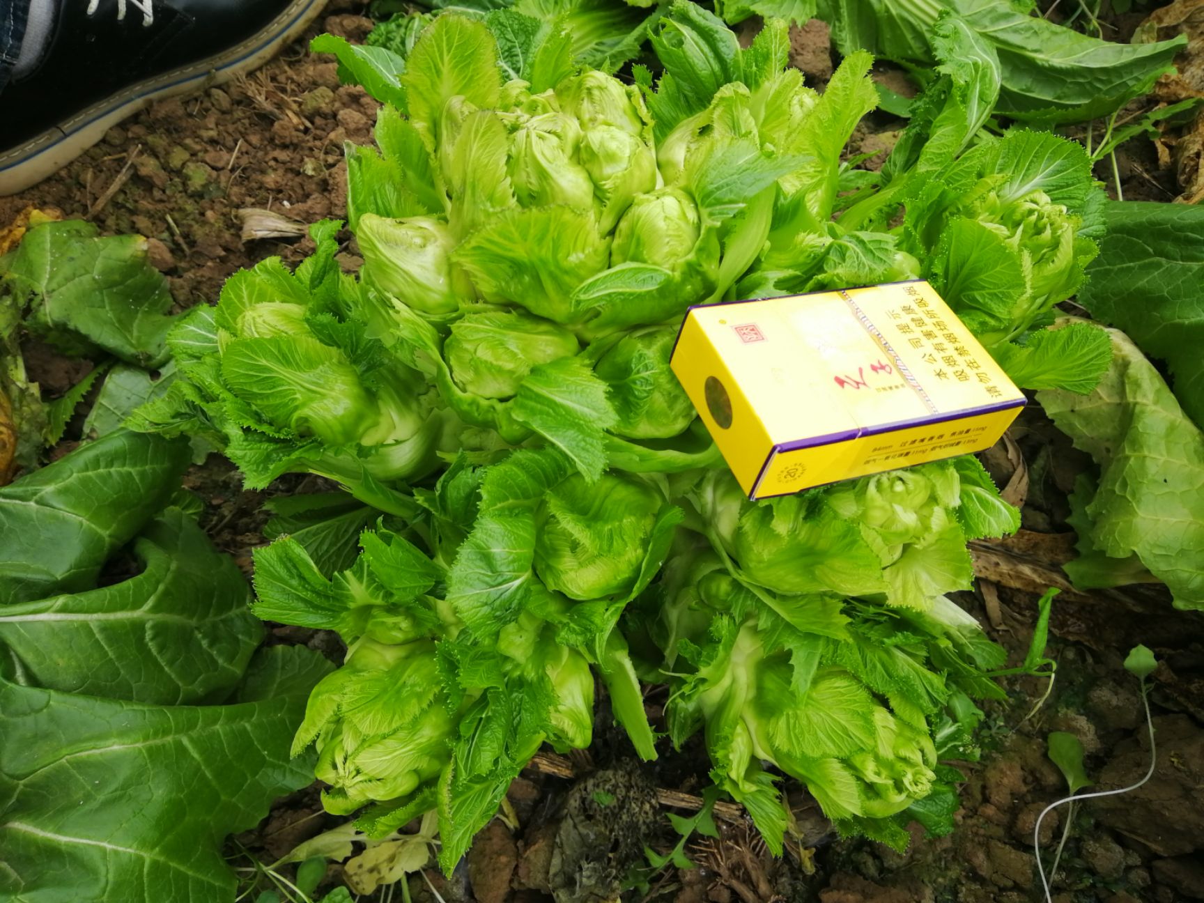 精品儿菜