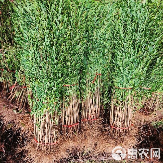 大红袍石榴苗  大红袍石榴优质嫁接苗南北方适应种植高产基地直销现挖现发