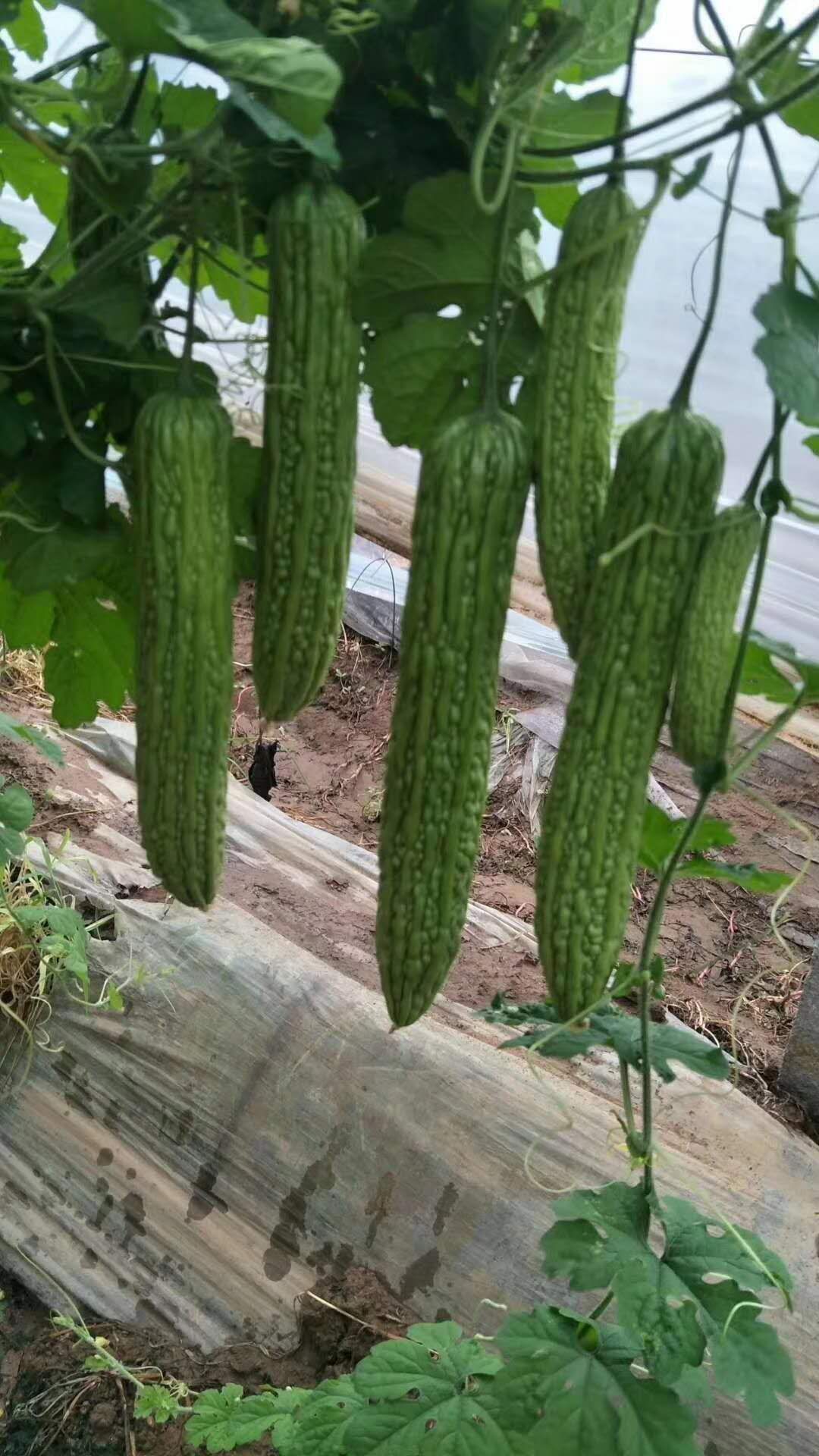 新启航苦瓜苗一一露天种植首选品种