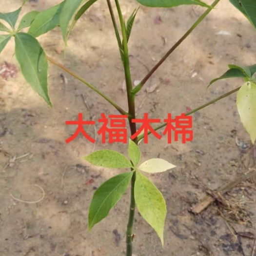  江门 大腹木棉苗