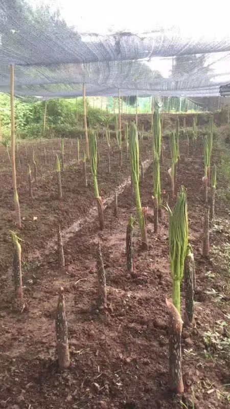 黄魔芋  珠芽魔芋，来自印度尼西亚