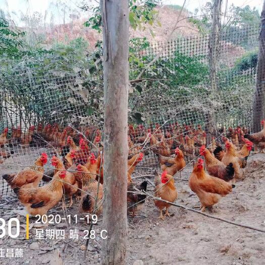 东莞市 靓土鸡均重3.89