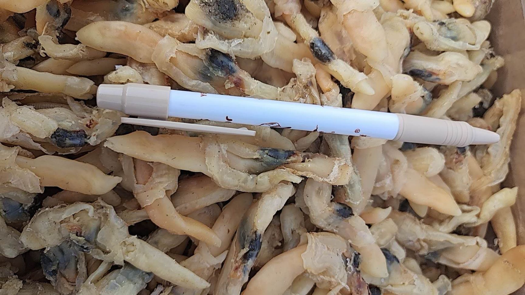 蛏干 蛏子肉干干度好，无杂志，大量现货批发！一件也是批发