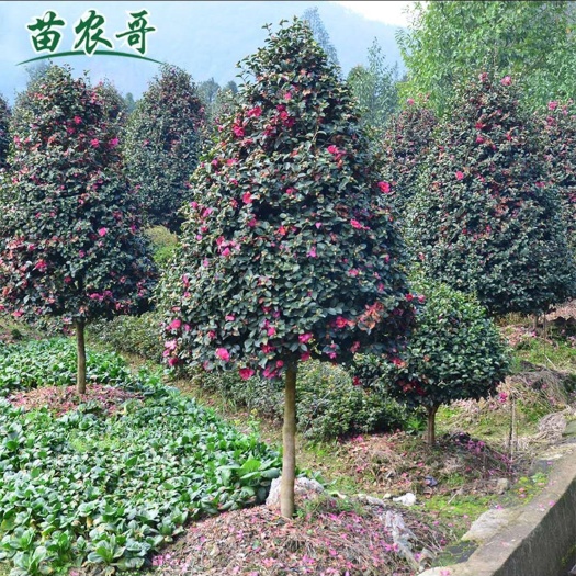 磐安县茶梅树，茶梅球规格齐全，苗圃地头直销。价格美丽