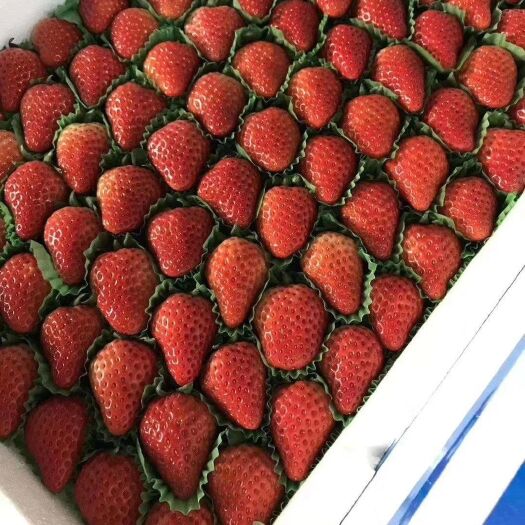 徐州妙香草莓 奶油草莓香甜可口果型好