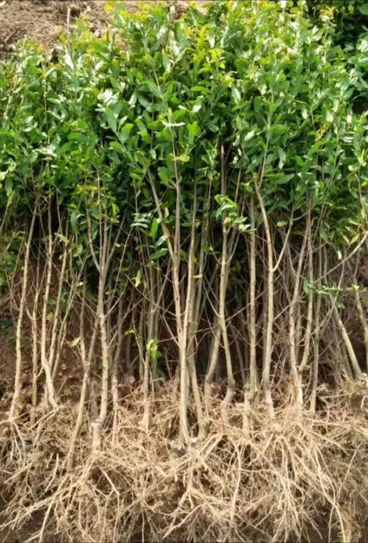 突尼斯软籽石榴树苗  突尼斯软籽甜石榴，又称无籽石榴