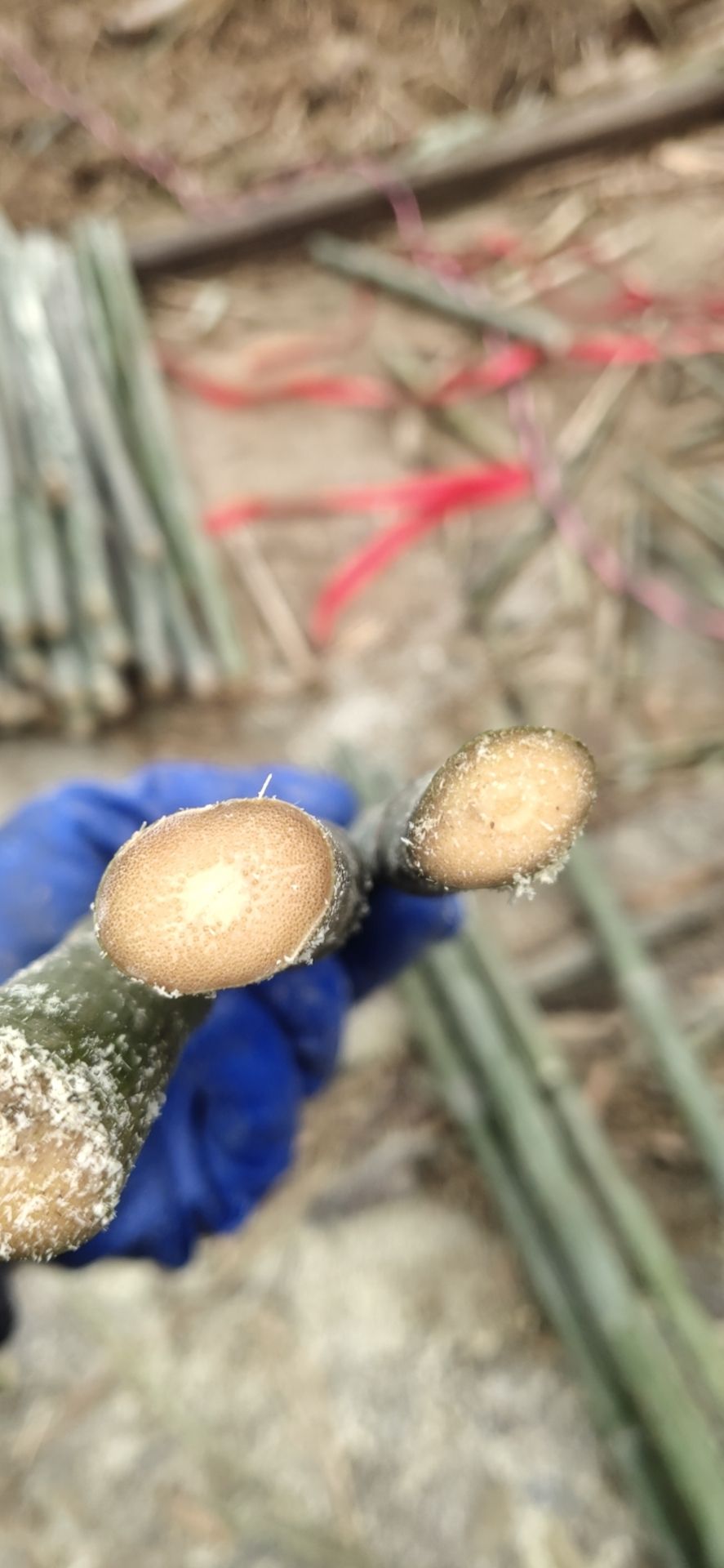 玉竹 /实心竹 /手把件