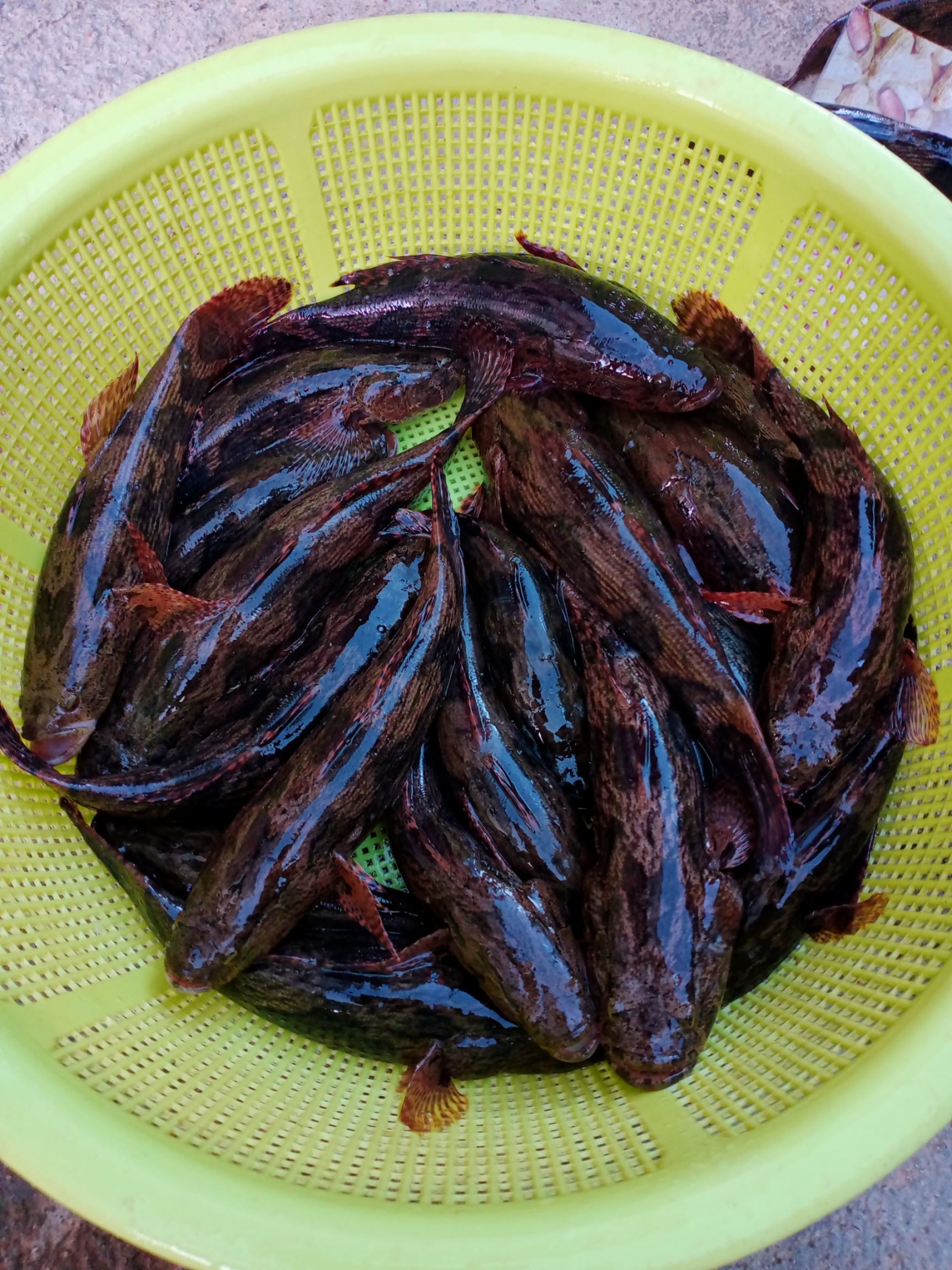 笋壳鱼 0.5公斤以下