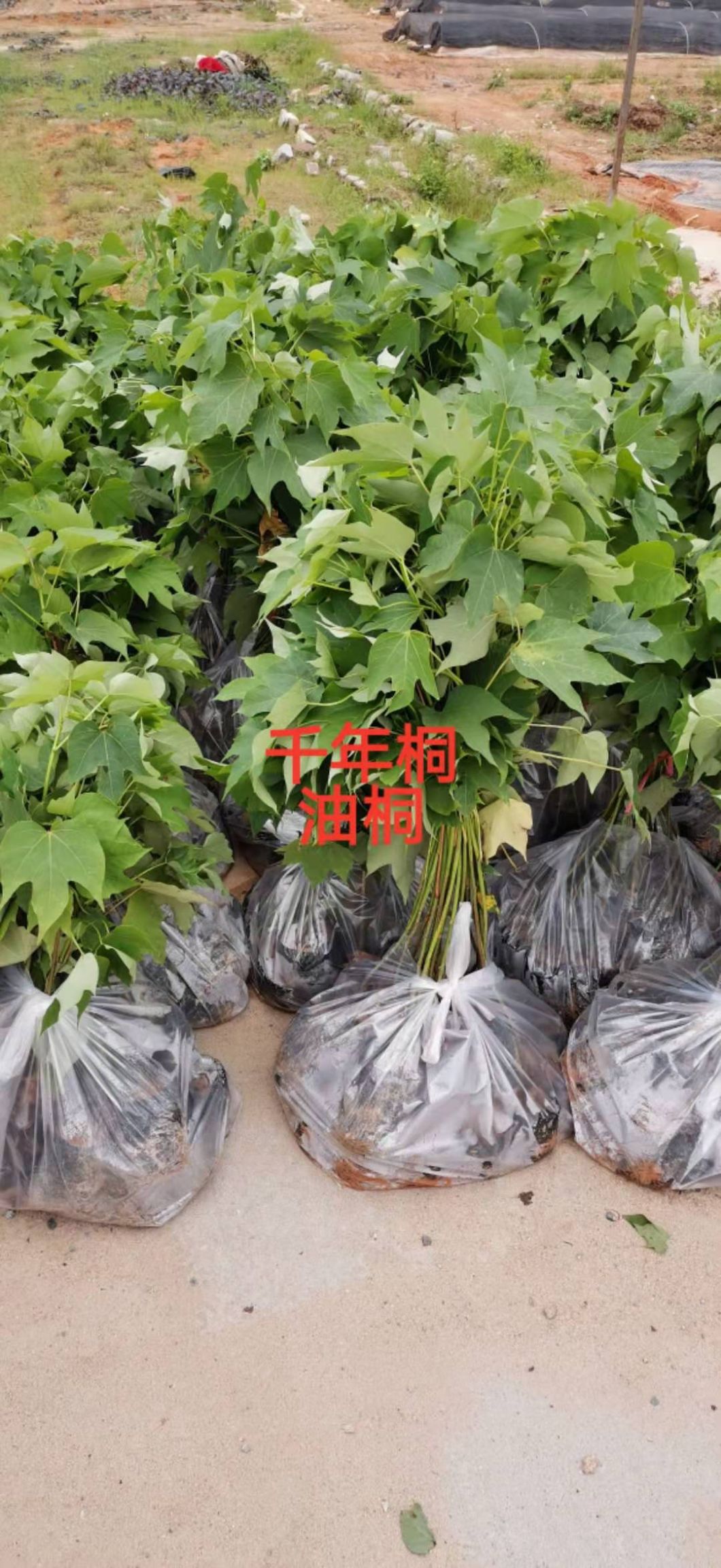  广西 千年桐小苗 油桐小苗