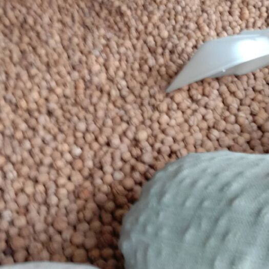 新疆核桃 新疆伊犁厚皮核桃