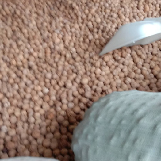 巩留县新疆核桃 新疆伊犁厚皮核桃