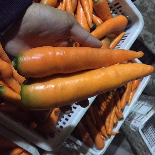 东台市满身红萝卜 精品胡萝卜 胡萝卜 青头胡萝卜