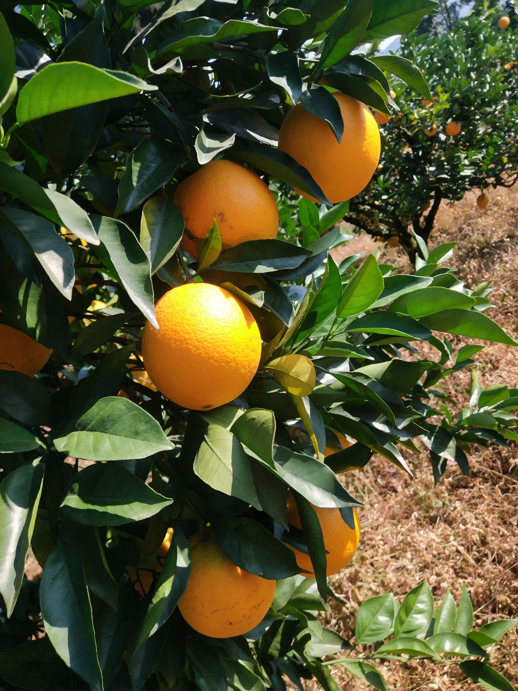 安远脐橙  大量批发，有需要的老板联系