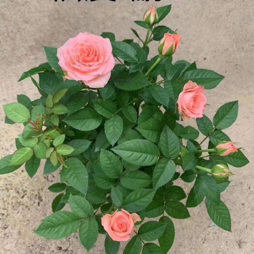 昆明黑玫瑰  玫瑰，月季盆栽