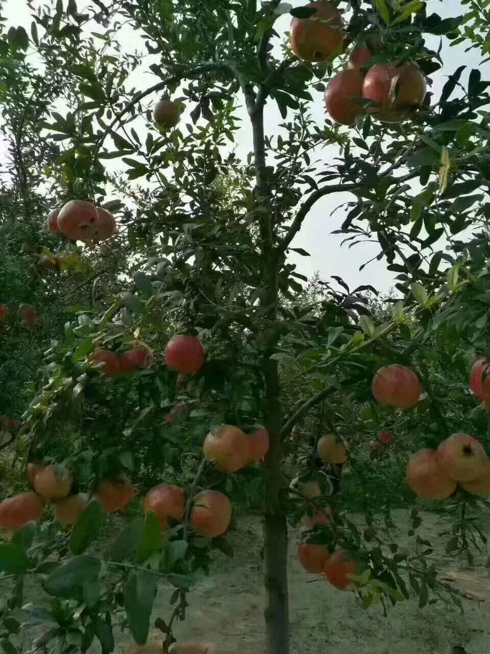 突尼斯软籽石榴树苗  突尼斯软籽甜石榴，又称无籽石榴
