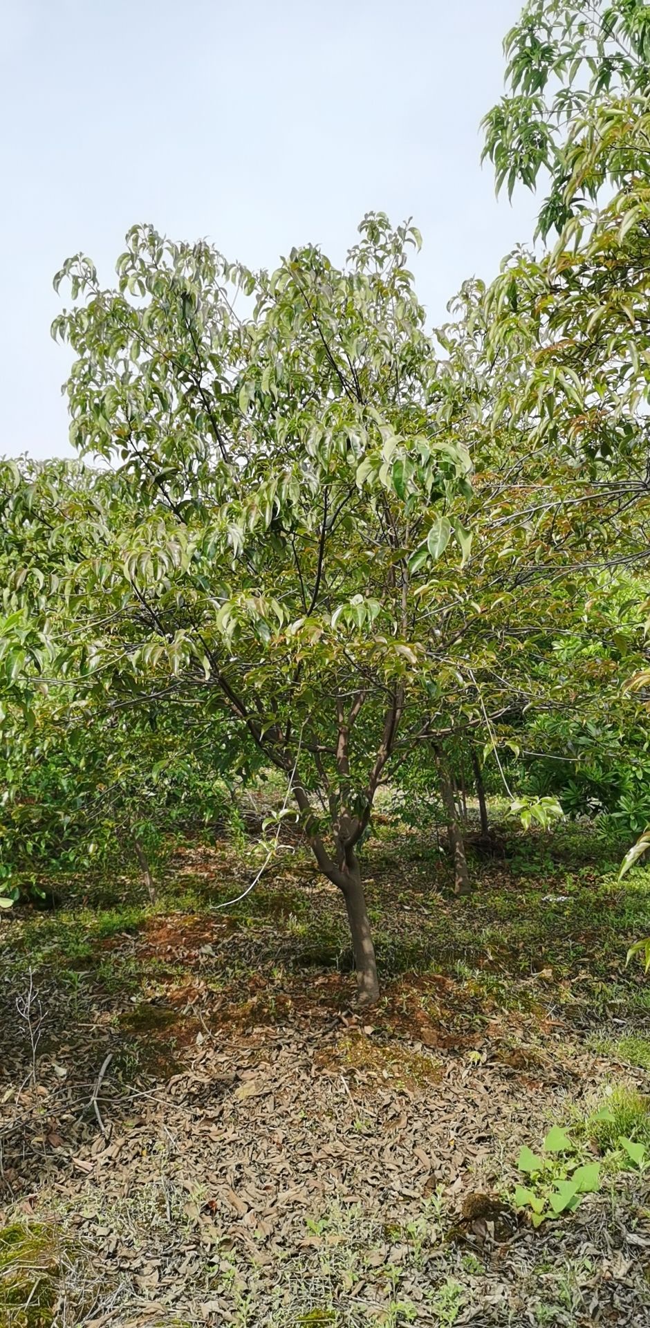 四照花果苗 四照花基地，香港四照花价格，四照花5～10公分销售