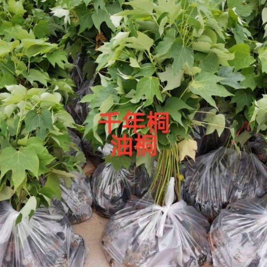  广西 千年桐小苗 油桐小苗
