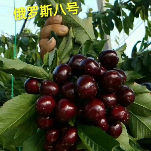 泰安俄罗斯8号樱桃苗  吉塞拉矮化大樱桃苗~基地直销
