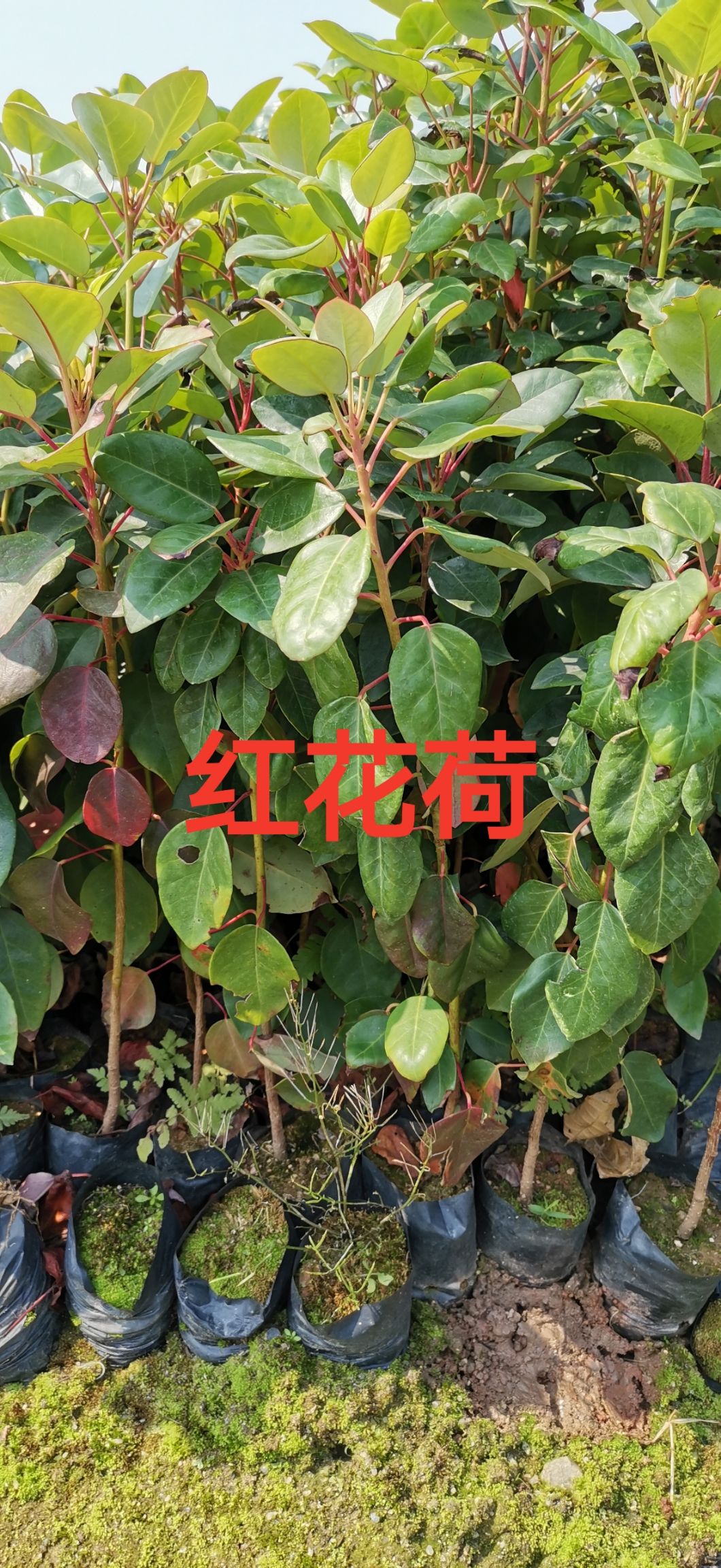 红花荷苗 红花荷