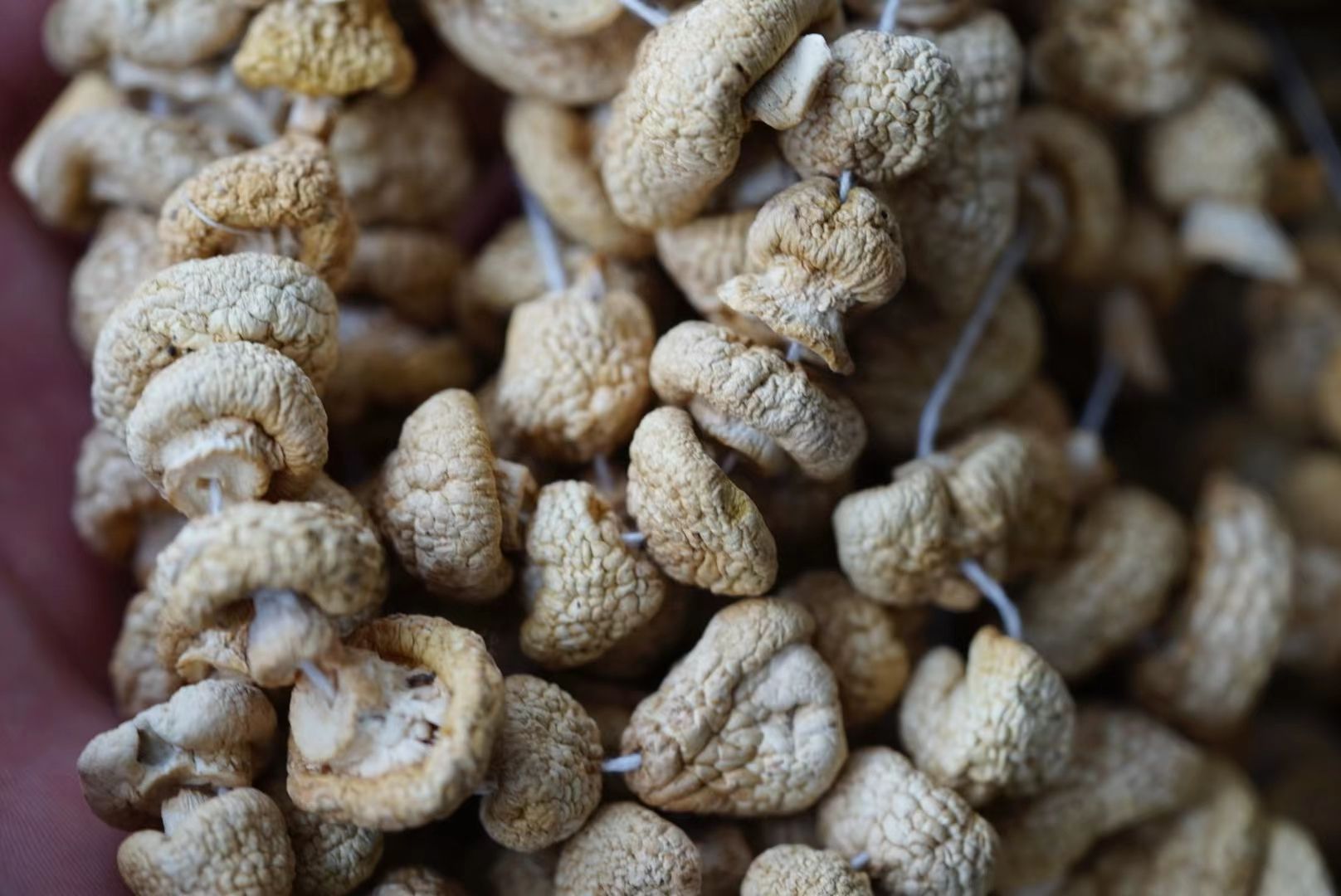 蘑菇  青海祁连野 生精品黄菇 全国包邮