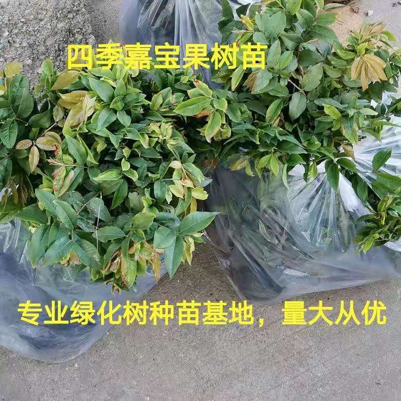 嘉宝果苗 广东 广西 云南 福建嘉宝果小苗