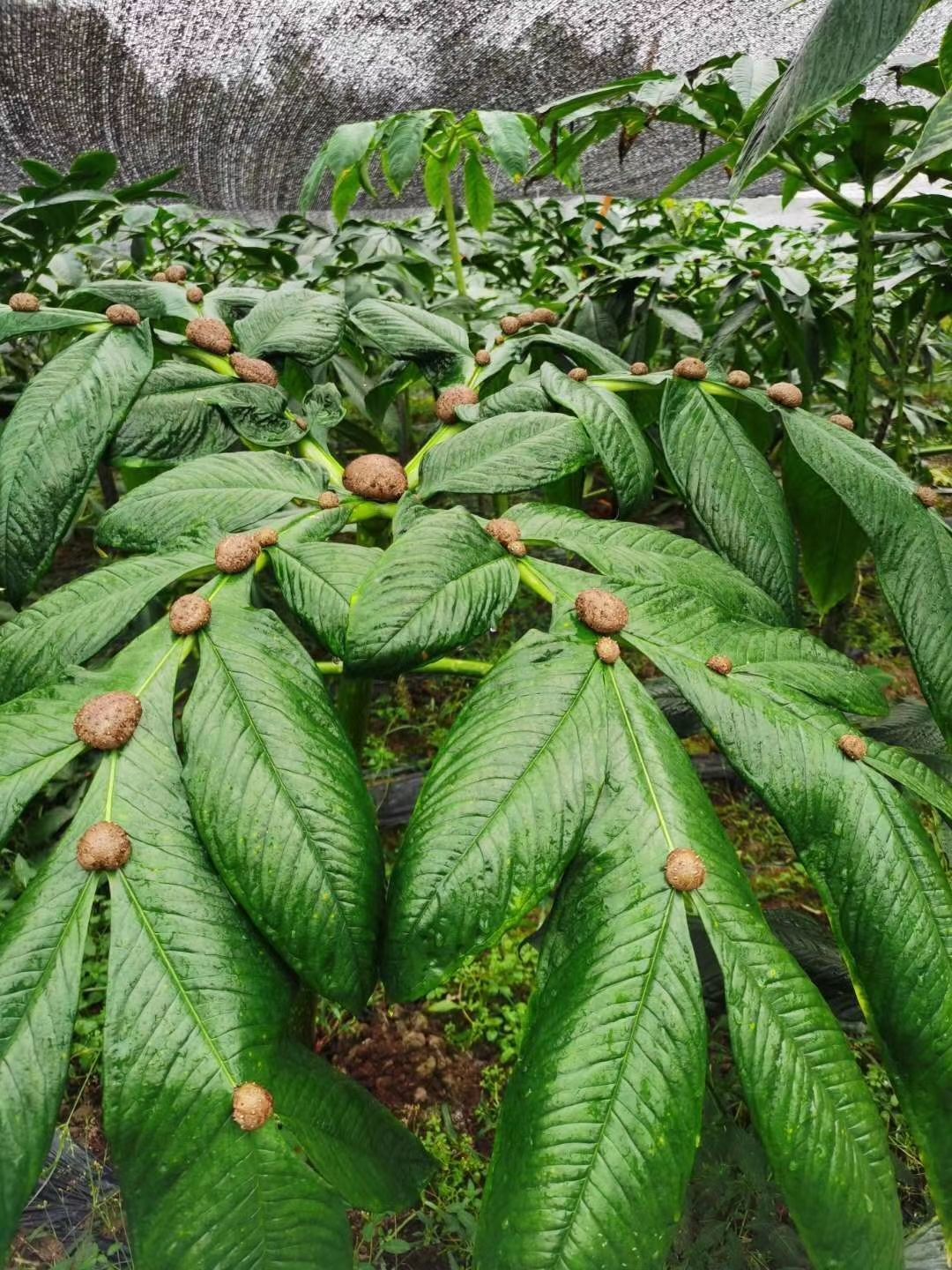 黄魔芋  珠芽魔芋，来自印度尼西亚