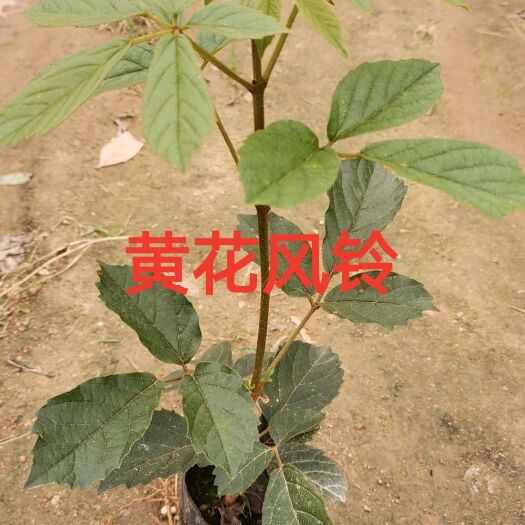 黄花风铃木  广东广州 黄花风铃树苗（多花）广东，云南，福建