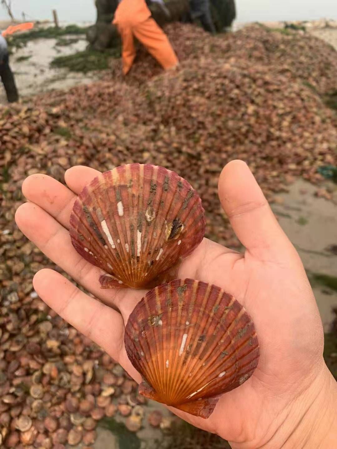 干净港湾贝  山东红贝扇贝冷链运输