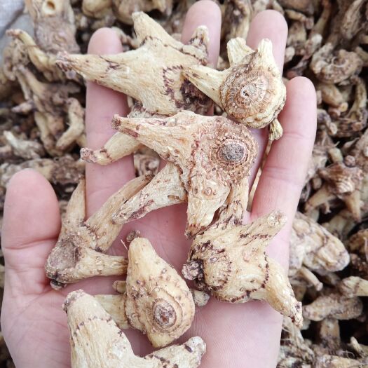 郧西县白及  纯   生移栽三叉白芨