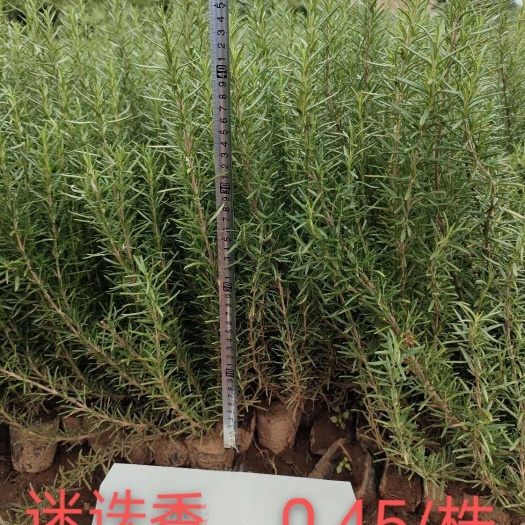 迷迭香出售