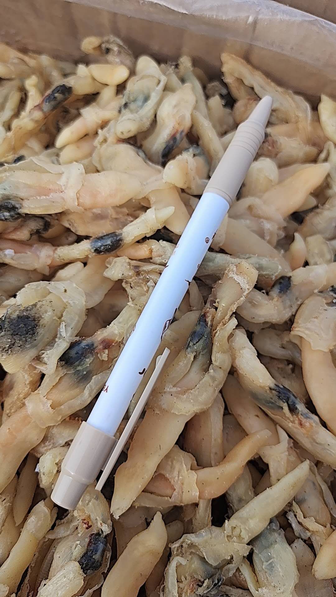 蛏干 蛏子肉干干度好，无杂志，大量现货批发！一件也是批发