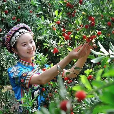 靖州县东魁杨梅树  个大味美乒乓球大的果实含糖量高