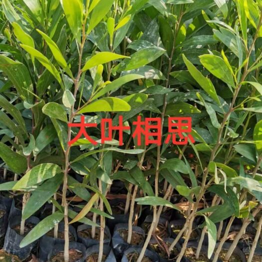 广州相思树苗 造林苗 复绿苗 大叶相思苗