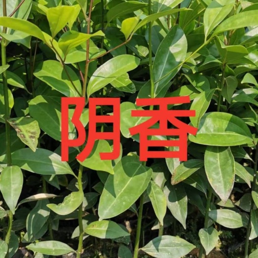 广州 阴香小苗